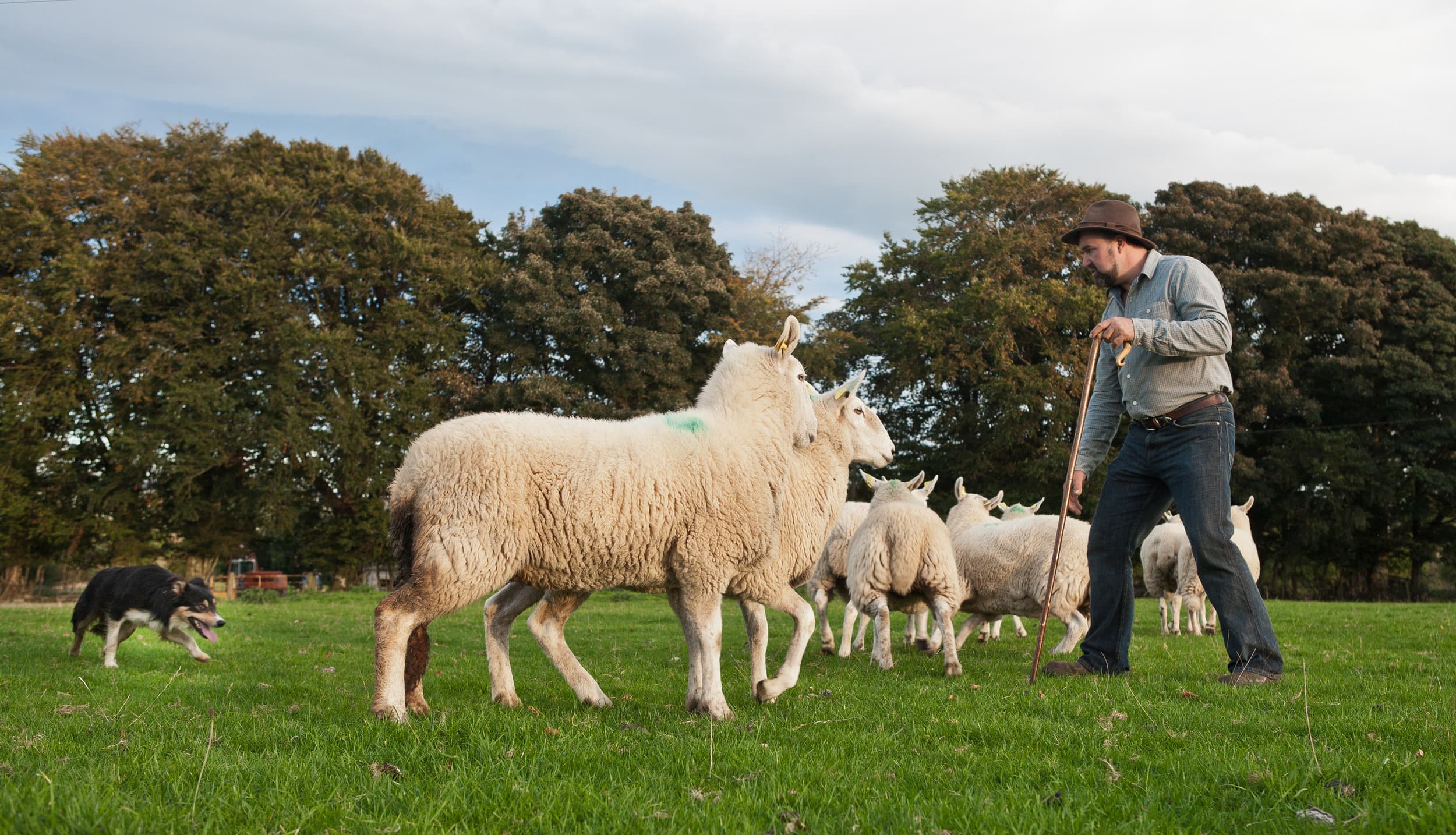 Irish working sheepdogs demonstration in Wicklow